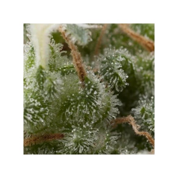 SUPER HASH AUTO  X5+2 -PYRAMID SEEDS