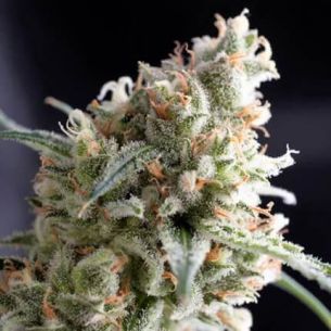 KUKULKÁN FEM 3+1-PYRAMID SEEDS