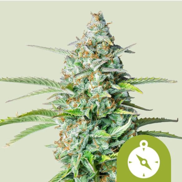 NORTHERN LIGHT AUTO X100-ROYAL QUEEN SEEDS