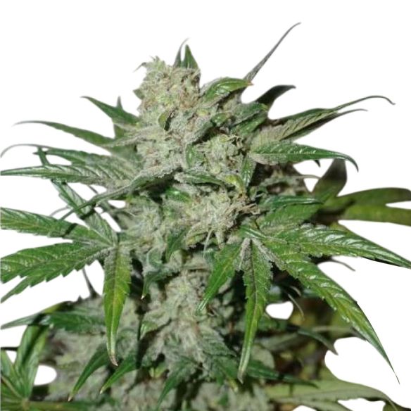 XTREME  AUTO X3-DUTCH PASSION