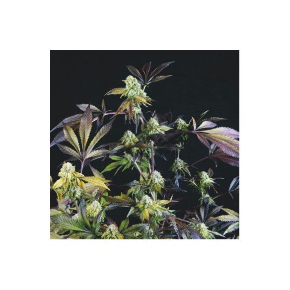 SUNSET SHERBET FEM X3+1-PYRAMID SEEDS