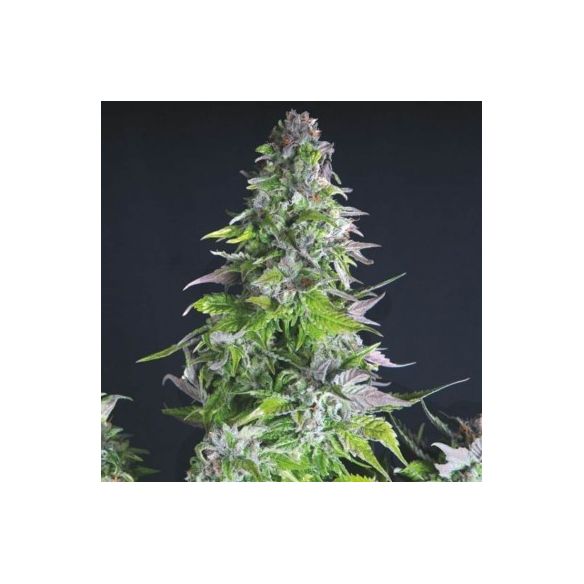 ROMULAN FEM X3+1-PYRAMID SEEDS