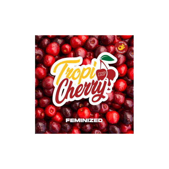 TROPI CHERRY X4 - BSF