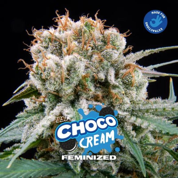 CHOCO CREAM FEM X4-BSF