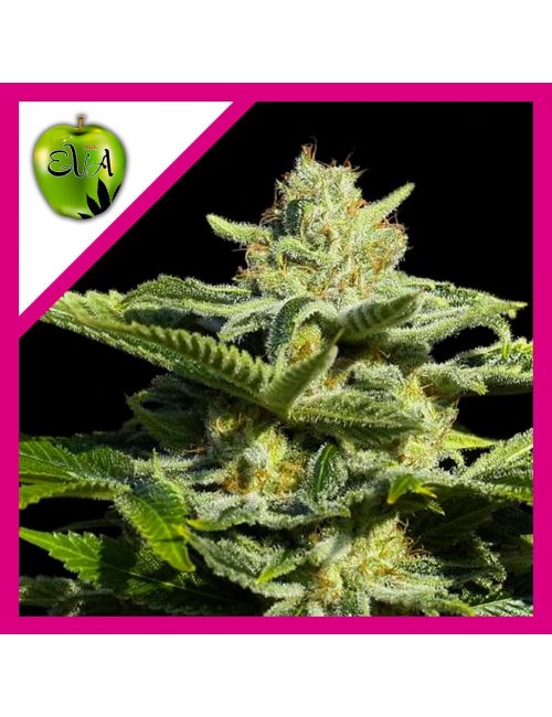 PAPA'S CANDY FEM X3-EVA SEEDS