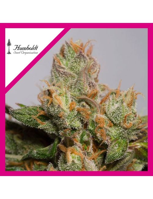 707 TRUTHBAND FEM X3-HUMBOLDT SEEDS