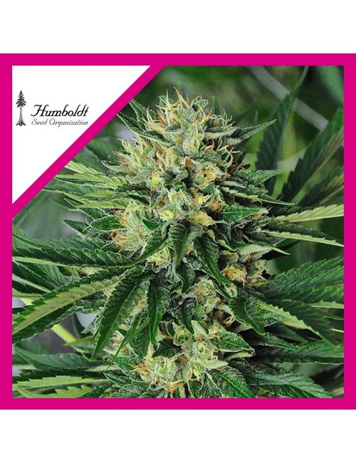 DR GREENTHUMS EM DOG FEM X3-HUMBOLDT SEEDS