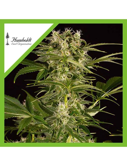 LEMON JUICE EXPRESS AUTO X3-HUMBOLDT SEEDS