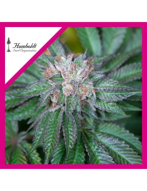 MASTER KUSH FEM X3-HUMBOLDT SEEDS