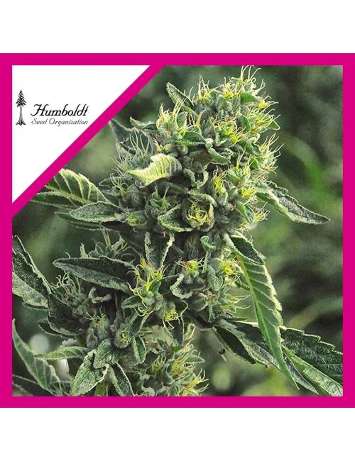 OG KUSH FEM X3-HUMBOLDT SEEDS
