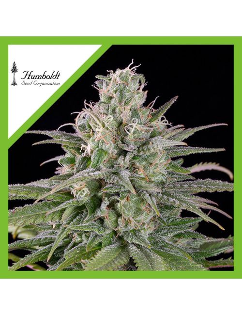 UK CHEESE AUTO X3-HUMBOLDT SEEDS