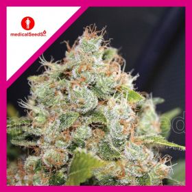 BCN SOUR DIESEL FEM...