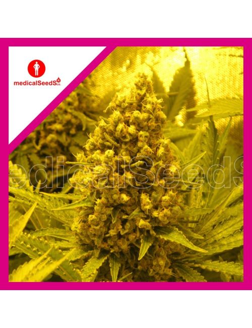 PROZACK FEM X3+2-MEDICAL SEEDS