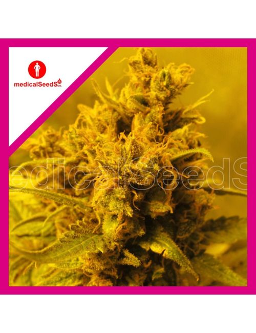 Y GRIEGA FEM X3+2-MEDICAL SEEDS