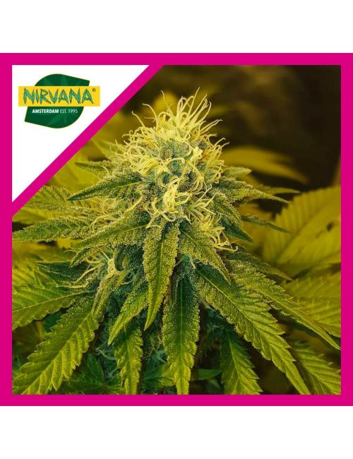 CHRYSTAL FEM X1-NIRVANA