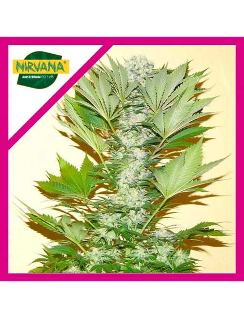 MISTY KUSH FEM X3-NIRVANA
