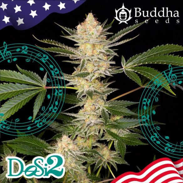 BUDDHA DOSI2 X3