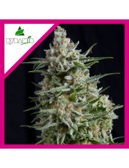 ANESTHESIA  FEM X1-PYRAMID SEEDS