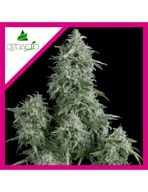 ANUBIS  FEM X1-PYRAMID SEEDS