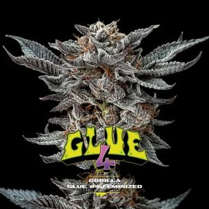 GORILLA GLUE 4 FEM X12-BSF