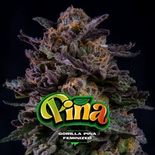 GORILLA PIÑA FEM X12-BSF