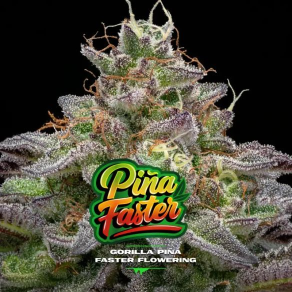 GORILLA PIÑA FAST VERSION X2-BSF