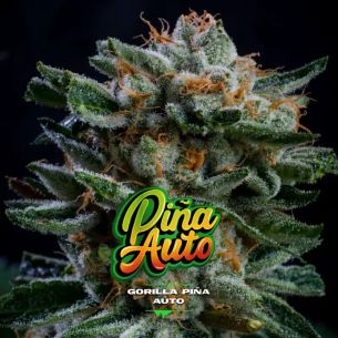 GORILLA PIÑA AUTO X4-BSF
