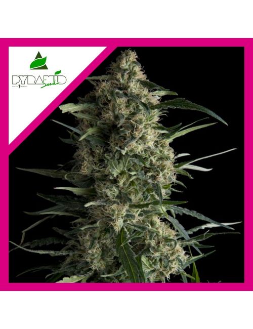 GALAXY  FEM X1-PYRAMID SEEDS