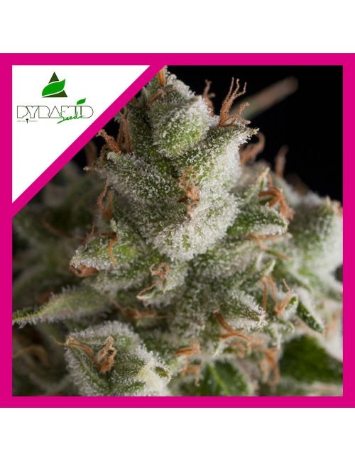FRESH CANDY  FEM X1-PYRAMID SEEDS
