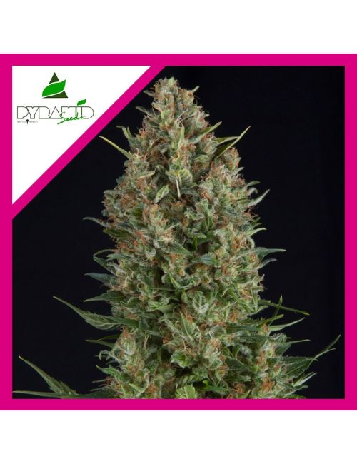 WEMBLEY  FEM X1-PYRAMID SEEDS