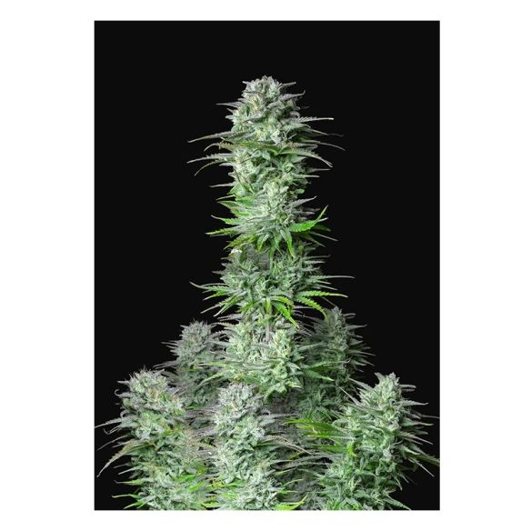 KOSHER CAKE AUTO X3-FAST BUDS