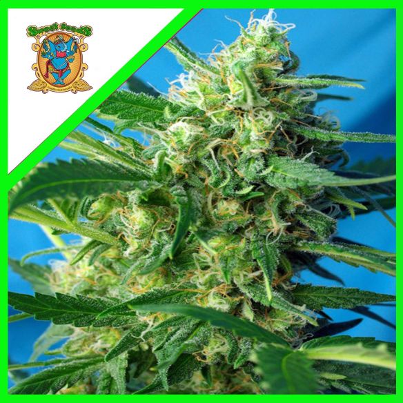 NYC DIESEL AUTO X 3+1-SWEET SEEDS