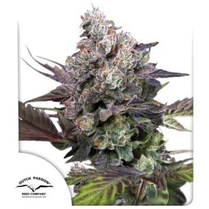 CANDY BUBATZ XL FEM...