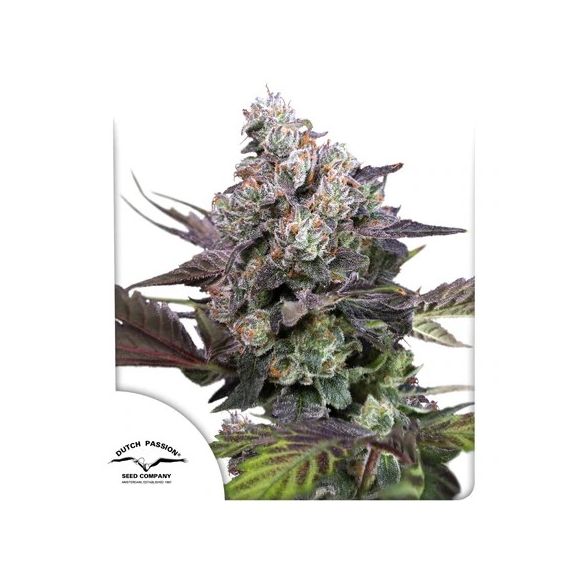 CANDY BUBATZ XL FEM X3-DUTCH PASSION