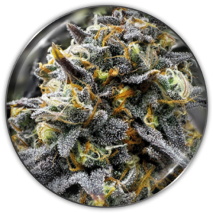 DONUTS FEM X3-MEDICAL SEEDS