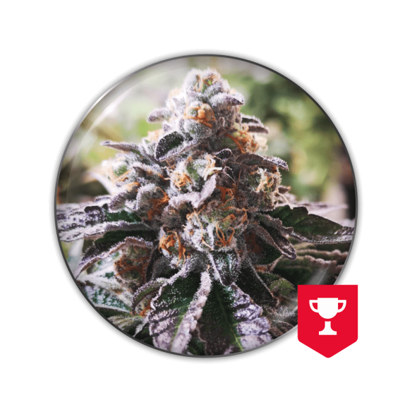 COOKIES PURPLE PUNCH FEM X3-MEDICAL SEEDS