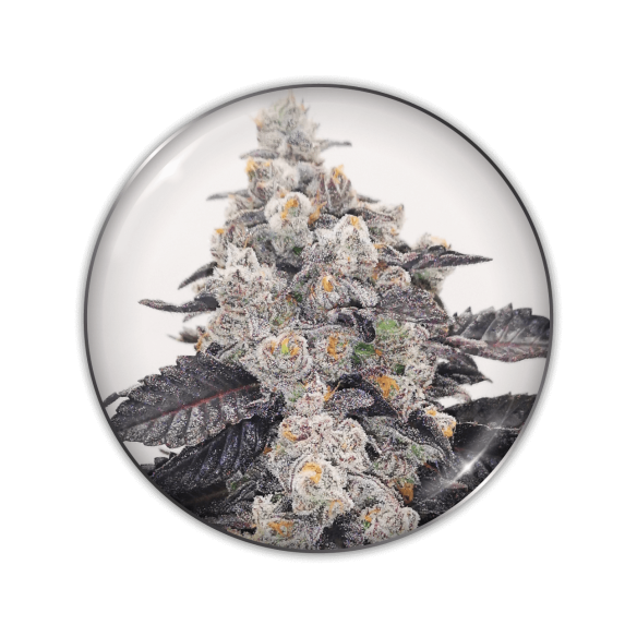 PINK SHERBERT FEM X3-MEDICAL SEEDS