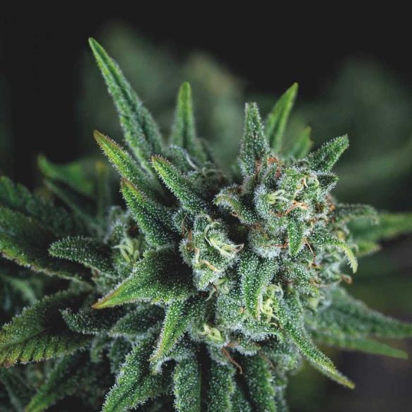 GALAXY FAST X3+1 - PYRAMID SEEDS