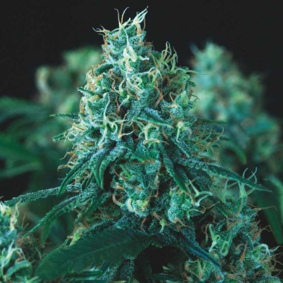 KRYPTONITE FAST X3+1 - PYRAMID SEEDS