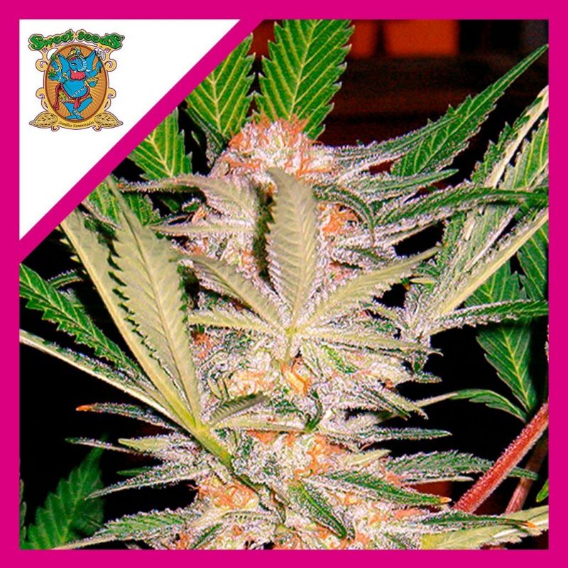 Sweet Seeds S.A.D. Sweet Afghani Delicious S1 Fem X3+1