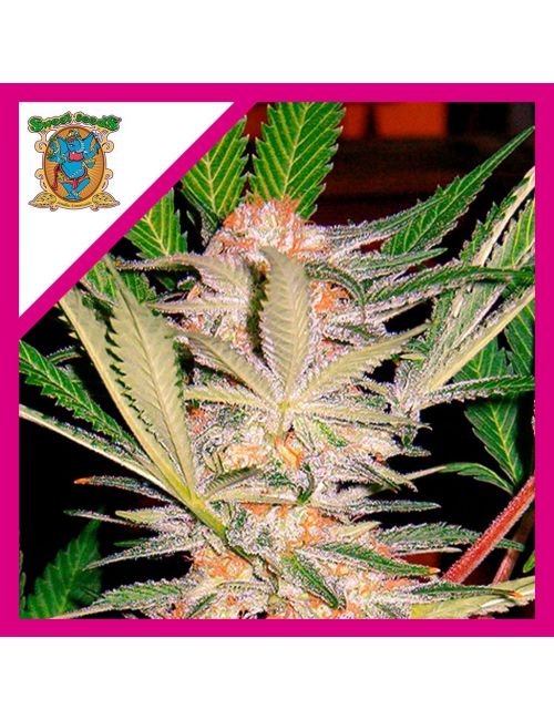 Sweet Seeds S.A.D. Sweet Afghani Delicious S1 Fem X3+1