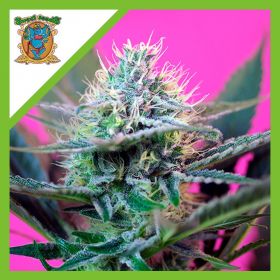 SPEED  AUTO® X3+1-SWEET SEEDS