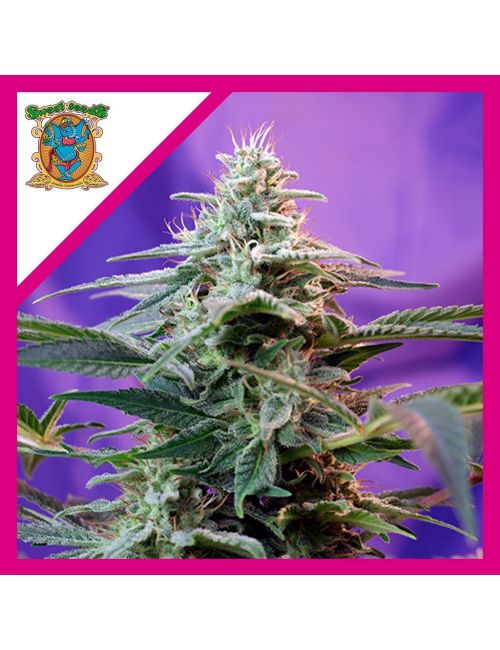 SWEET SPECIAL  AUTO® X3+1-SWEET SEEDS