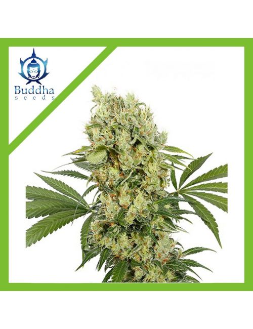 Buddha Seeds Medikit x3 Fem