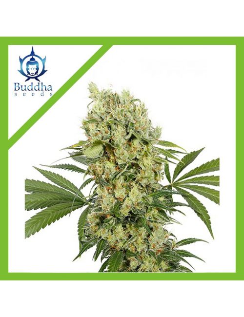 MEDIKIT FEM X3+1-BUDDHA SEEDS