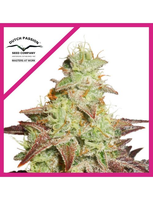 NIGHT QUEEN FEM X3-DUTCH PASSION