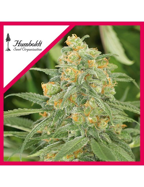 REEN CRACK CBD FEM X3-HUMBOLDT SEEDS