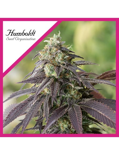 707 HEADBAND FEM X3-HUMBOLDT SEEDS