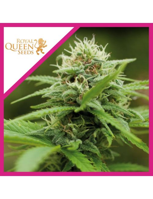 Royal Queen Seeds Royal Moby Fem X3