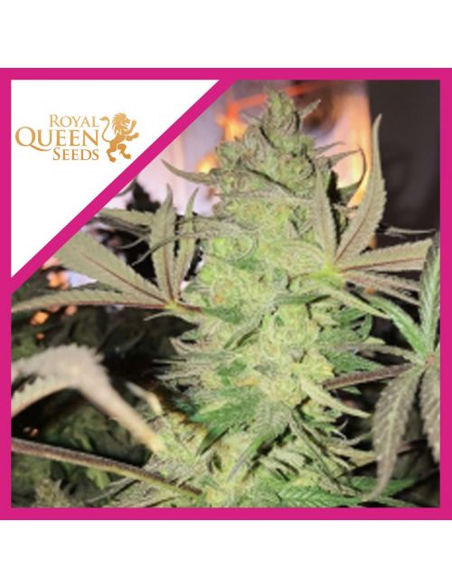 ROYAL HIGHNESS CBD  FEM X1-ROYAL QUEEN SEEDS